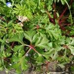 Geranium robertianum Blad