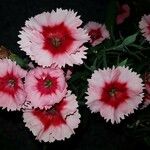Dianthus barbatus Çiçek