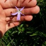 Viola cornutaCvet