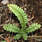 Adiantum hispidulum Habitus