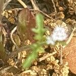 Valeriana calcitrapae Leaf