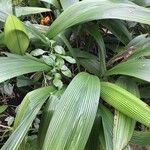 Curculigo capitulata Leaf