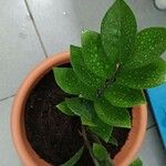 Zamioculcas zamiifolia ᱥᱟᱠᱟᱢ