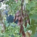 Fraxinus latifolia Fruit