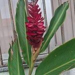 Alpinia purpurata Цвят