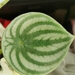 Peperomia argyreia Лист