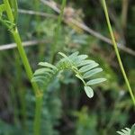 Onobrychis viciifolia Лист