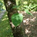 Tilia x europaea Blad