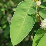 Cotoneaster multiflorus Liść