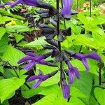 Salvia tiliifolia Цвят