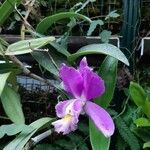 Cattleya loddigesii Цветок