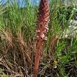 Orobanche amethystea Habit