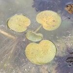Hydrocharis laevigata Blatt