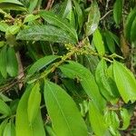 Erythroxylum macrophyllum Leaf