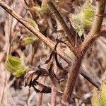 Ononis pubescens Bark