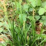 Carex brachystachys Habit