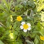 Ranunculus hispidus Flower