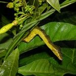 Odontadenia macrantha Máis
