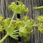 Alchemilla xanthochlora Кветка