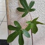 Cecropia albicans Liść