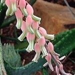 Gasteria obliqua Flower