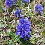 Polygala alpina Costuma