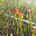 Sarracenia rubra Alkat (teljes növény)