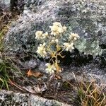 Pseudognaphalium californicum Flower