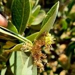 Boscia senegalensis Flower