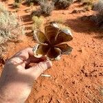 Yucca angustissima Leaf