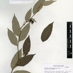 Solanum distichophyllum