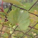 Vitis riparia Hoja