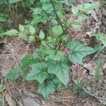 Cocculus carolinus Blad