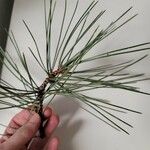 Pinus strobus List