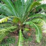 Dioon spinulosum Celota