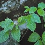 Rubus saxatilis Лист