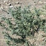 Artemisia frigida Blatt