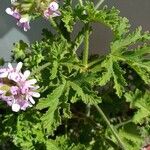 Pelargonium odoratissimum 葉