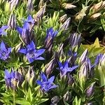 Gentiana septemfida फूल