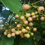 Cordia dichotoma ᱡᱚ