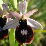 Ophrys × flavicans Blomma