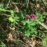 Lathyrus niger Hábito