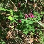 Lathyrus niger ശീലം