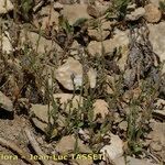 Myosotis minutiflora Libunga