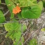 Cordia dodecandra Kvet