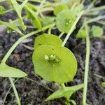 Claytonia perfoliataBlad