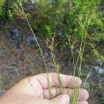 Fimbristylis autumnalis Habit