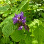 Campanula glomerata Blüte