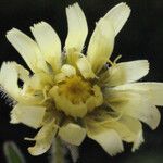 Hieracium intybaceum Цвят