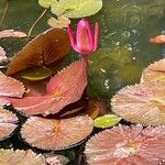 Nymphaea lotus Květ